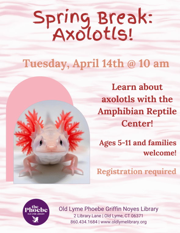 Axolotls! Tuesday, April 14 at 10am. Learn about axolotls with the Amphibian Reptile Center. Registration is required. Background is pink watery waves features a bright pink axolotl facing head on, with dark colored eyes and bright orange feathery external gills behind the head.