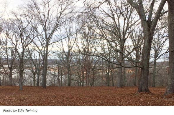 Photo of Lohmann Preserve in the fall. The ground is covered in leaves and the water can be seen through the bare trees.