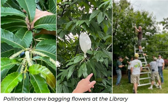 Three photos of the chestnut tree on the Old Lyme PGN Library property. The first is a close up of the green leaves. The second is a close up of leaves with a white pollination bag attached. The third photo shows a group of people securing the pollination bags to the tree. One person is on a ladder and there are a few people securing pollination bags on lower branches.