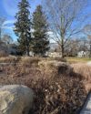 native plants in hues of brown and grey with a house and tall evergreens in the background.