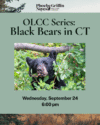 OLCC Series Black Bears in CT Wednesday, Sept. 24 at 6:00pm. Registration Required. Black bear head popping out of a wooded leafy area, sticking their tongue out to snack on some berries.