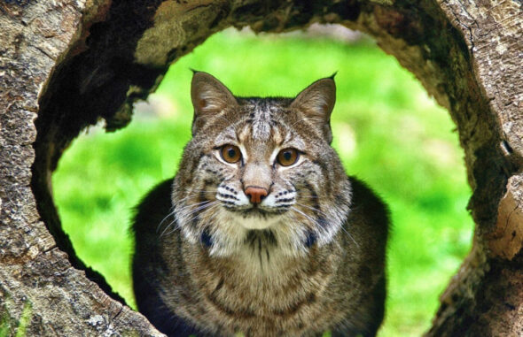 A Bobcat alert but laying down inside a hollowed out tree trunk with greenery in the background.