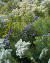 Flowering plants in library's front garden