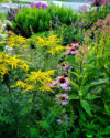 Flowering goldenrod, coneflower from the native garden at Old Lyme PGN Library.